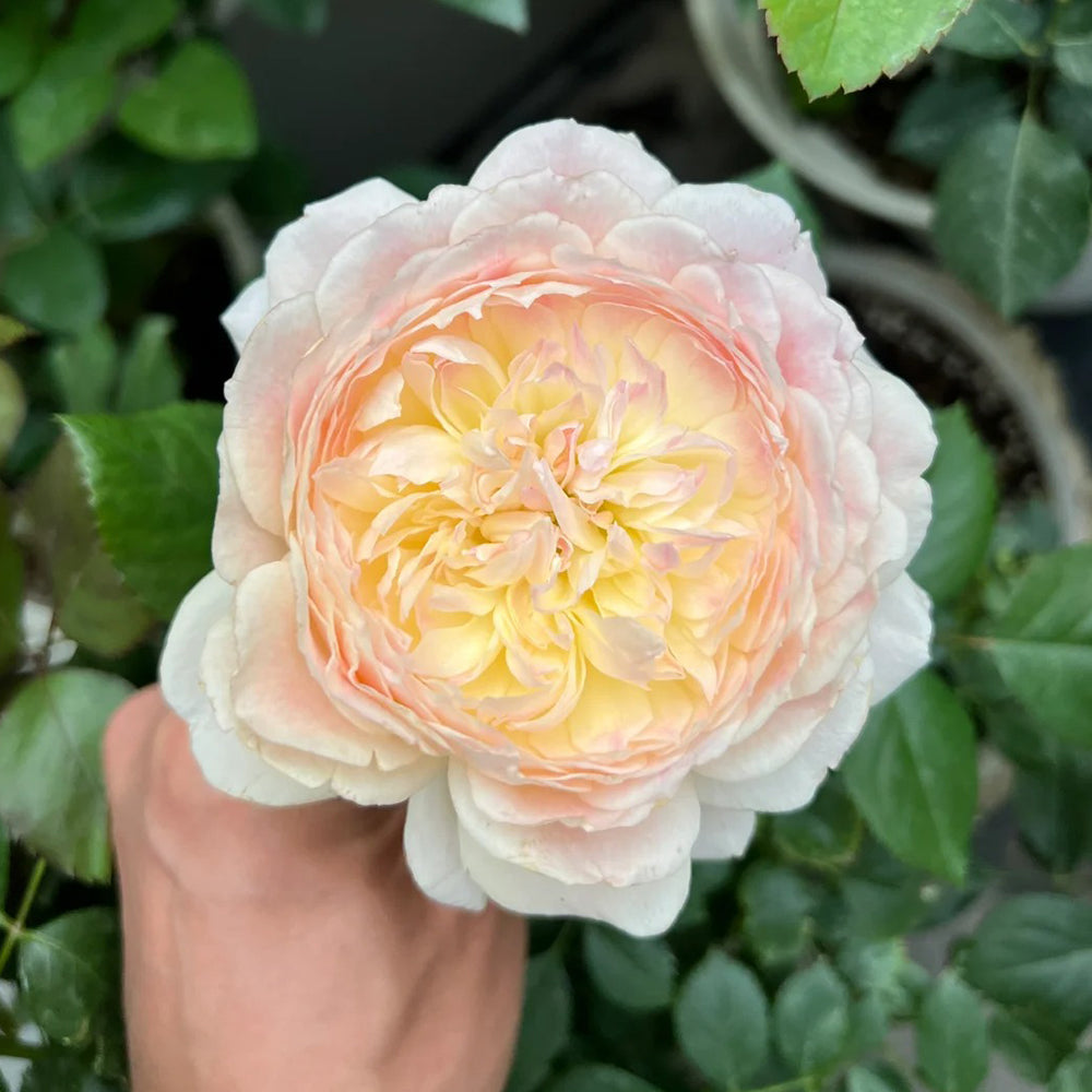 Malines Japanese Florist Shrub Rose For Sale – Highgarden Roses