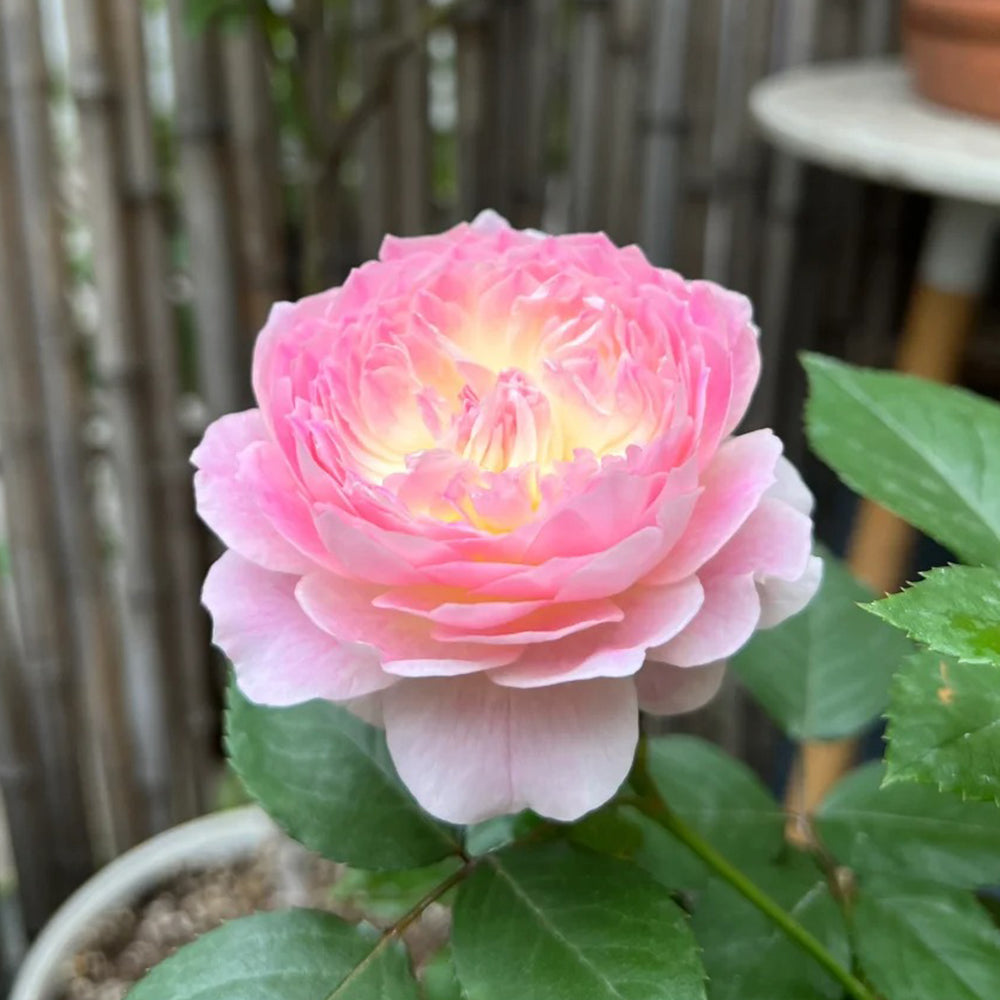 Malines Japanese Florist Shrub Rose For Sale – Highgarden Roses