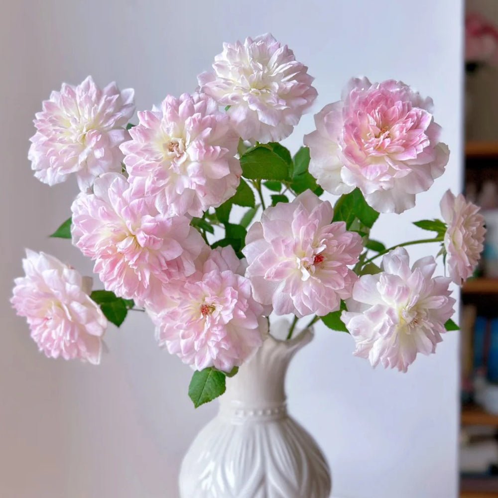 Malines Japanese Florist Shrub Rose For Sale – Highgarden Roses
