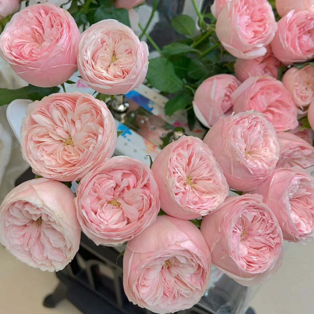 Dutch Florist Shrub Rose Inspired by Mansfield Park