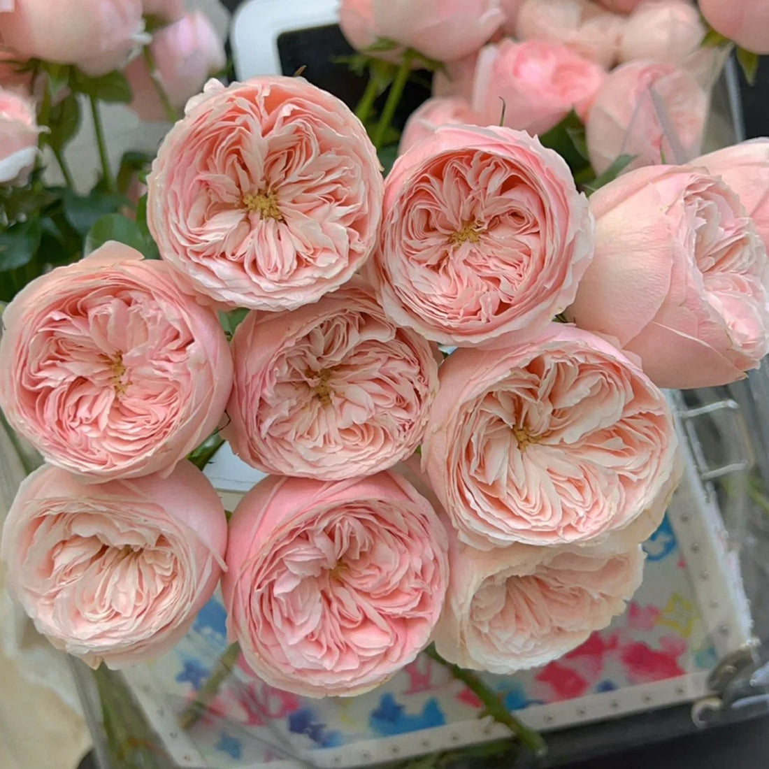 Dutch Florist Shrub Rose Inspired by Mansfield Park