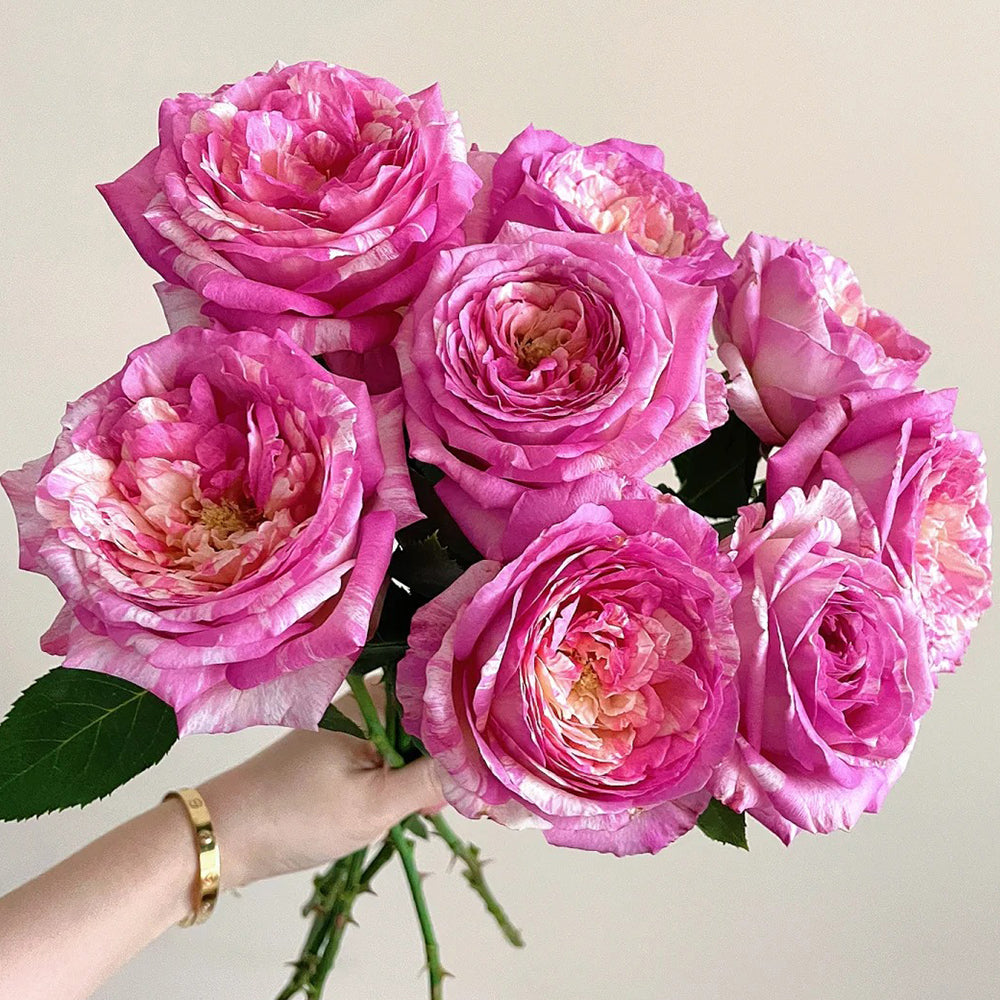 Marc Chagall French Florist Shrub Rose