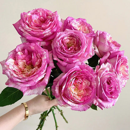 Marc Chagall French Florist Shrub Rose