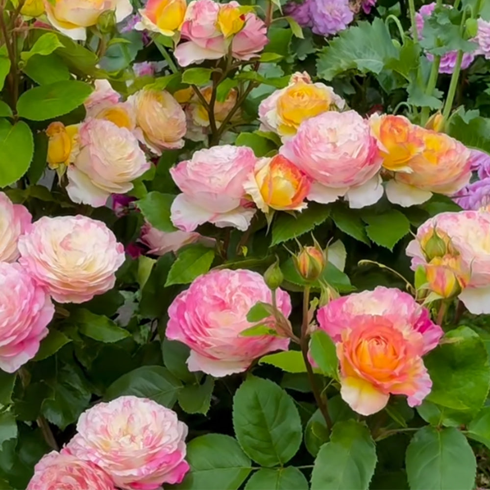 Marc Chagall French Florist Shrub Rose