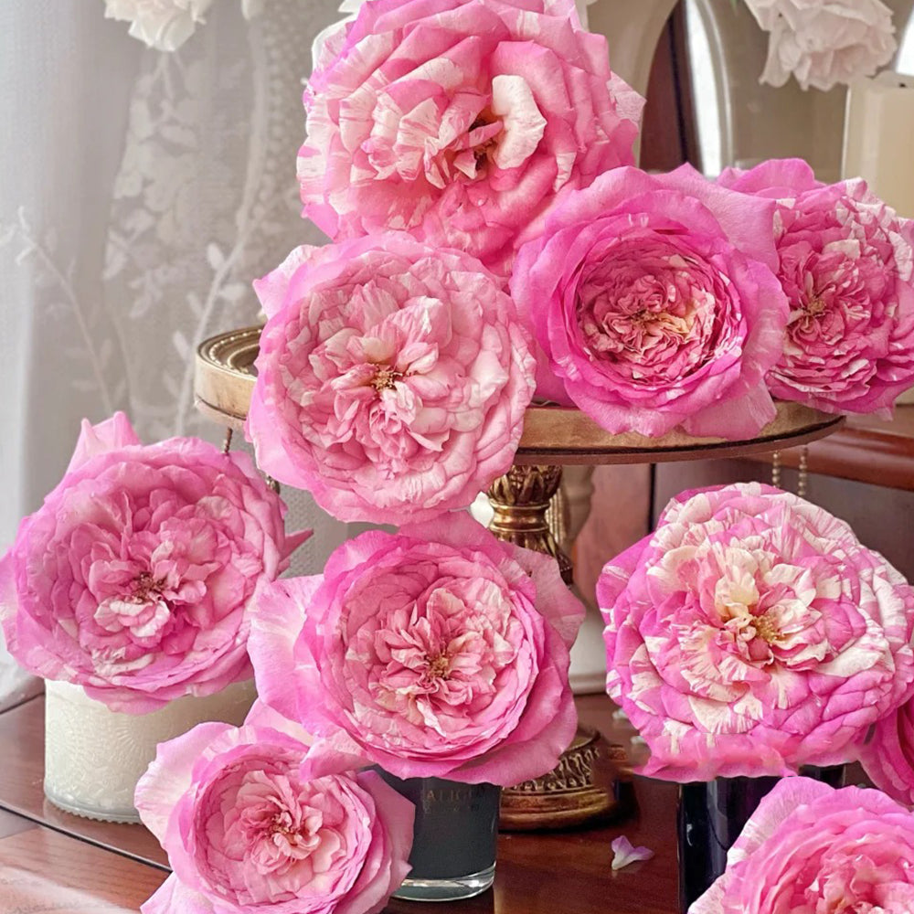 Marc Chagall French Florist Shrub Rose
