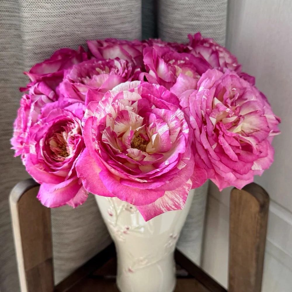 Marc Chagall French Florist Shrub Rose