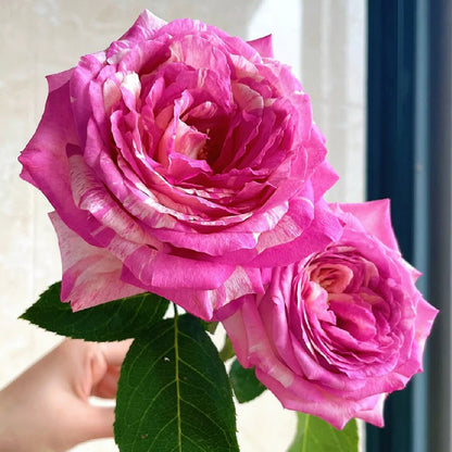 Marc Chagall French Florist Shrub Rose