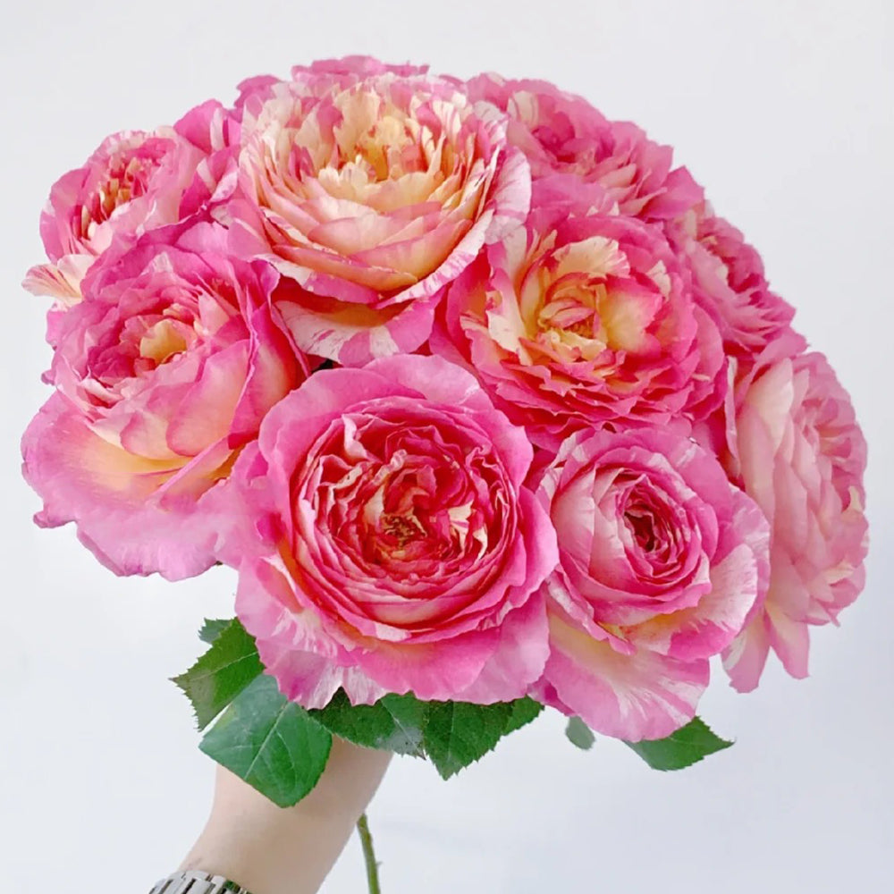 Marc Chagall French Florist Shrub Rose