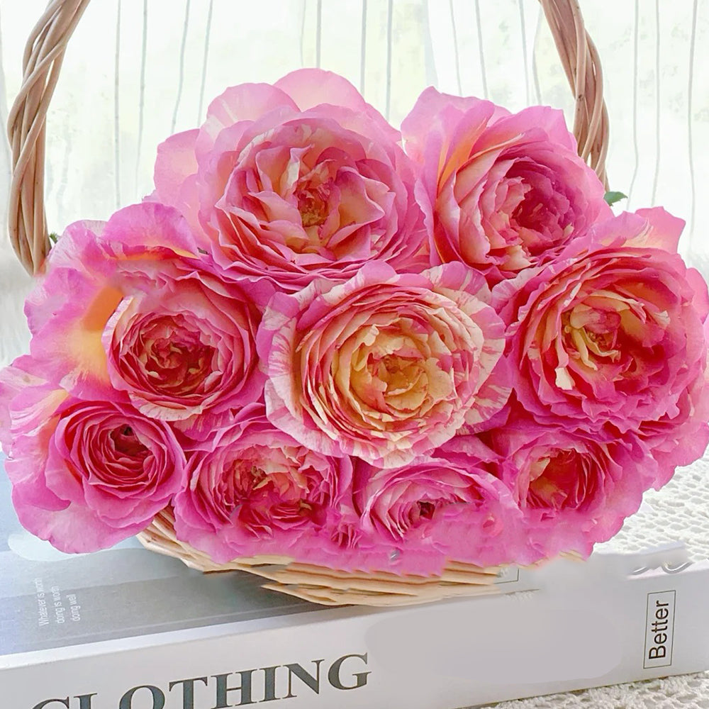 Marc Chagall French Florist Shrub Rose
