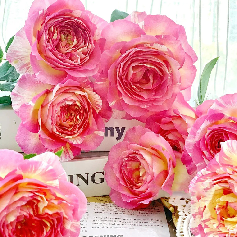 Marc Chagall French Florist Shrub Rose