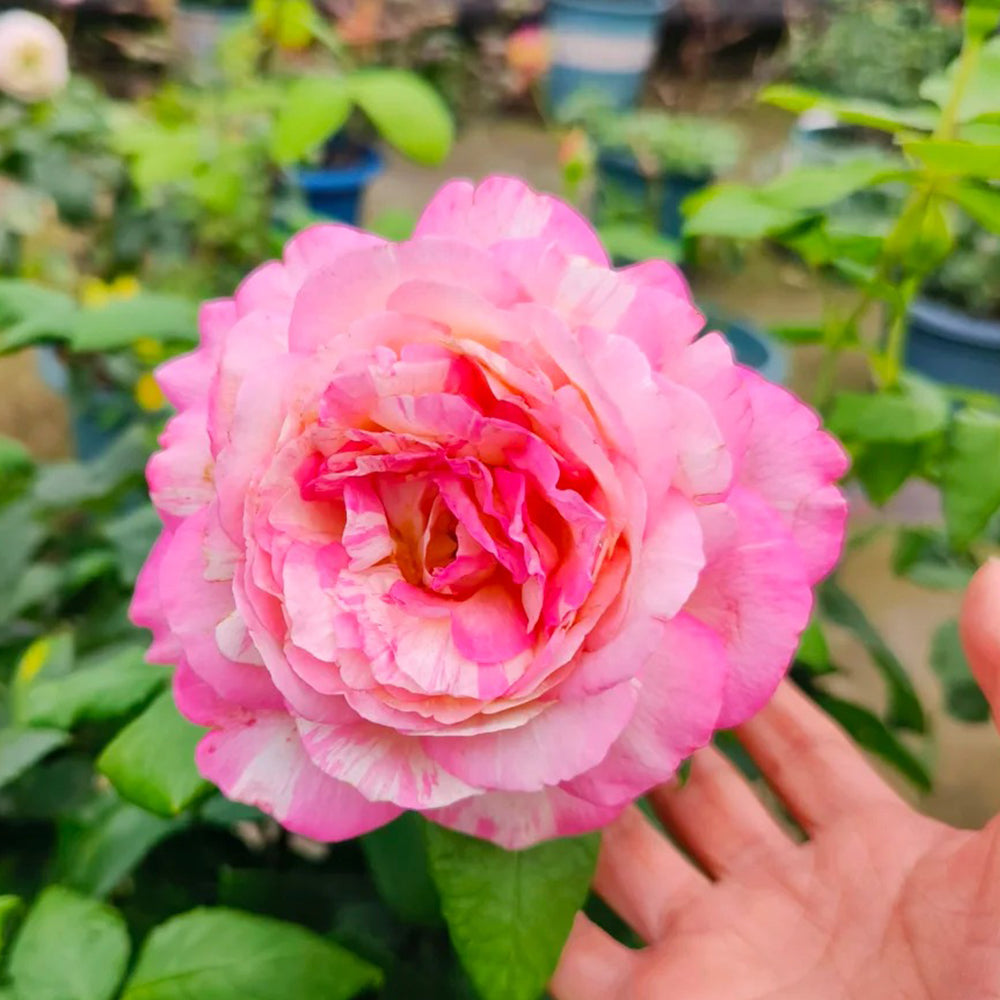 Marc Chagall French Florist Shrub Rose