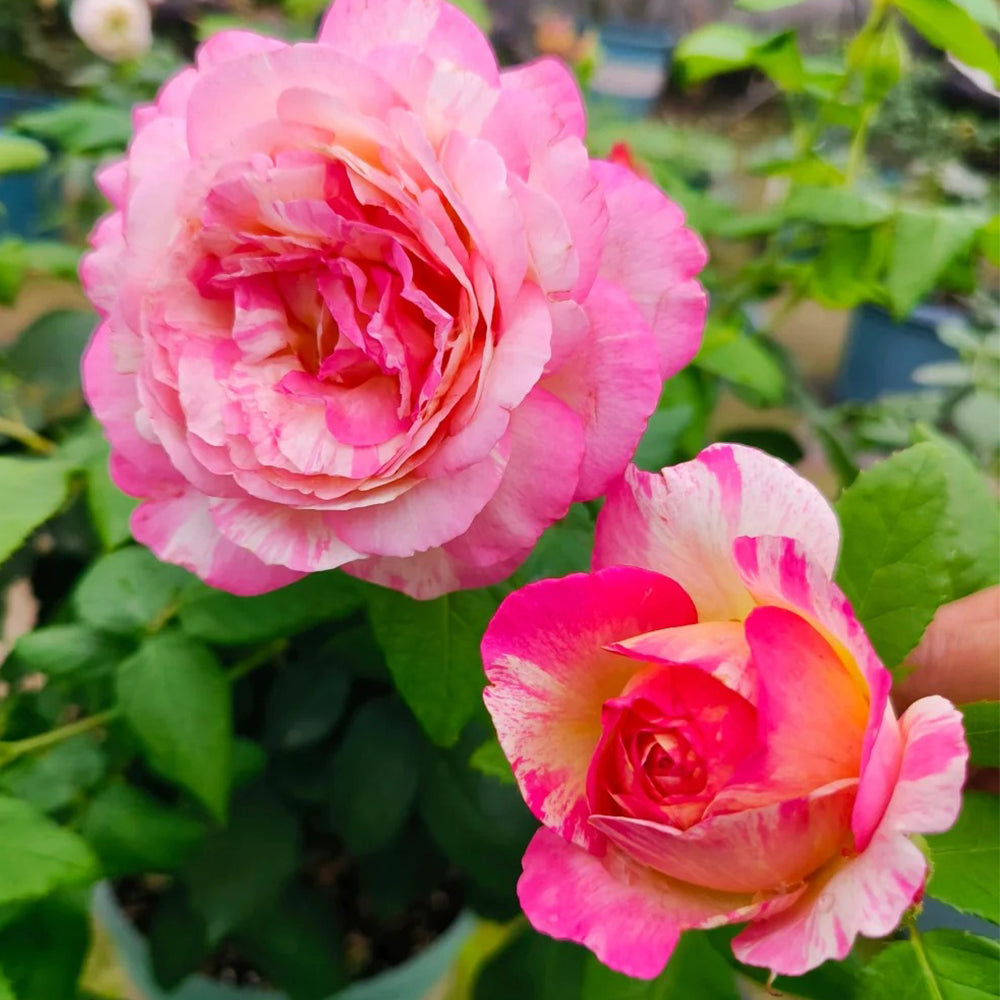 Marc Chagall French Florist Shrub Rose