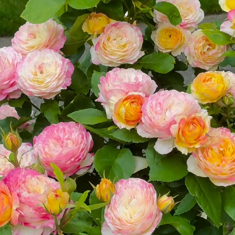 Marc Chagall French Florist Shrub Rose