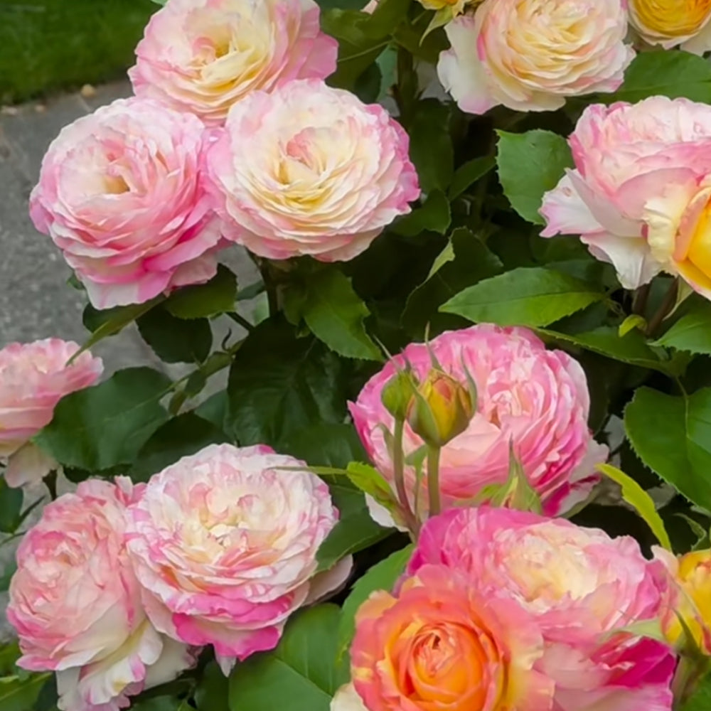 Marc Chagall French Florist Shrub Rose