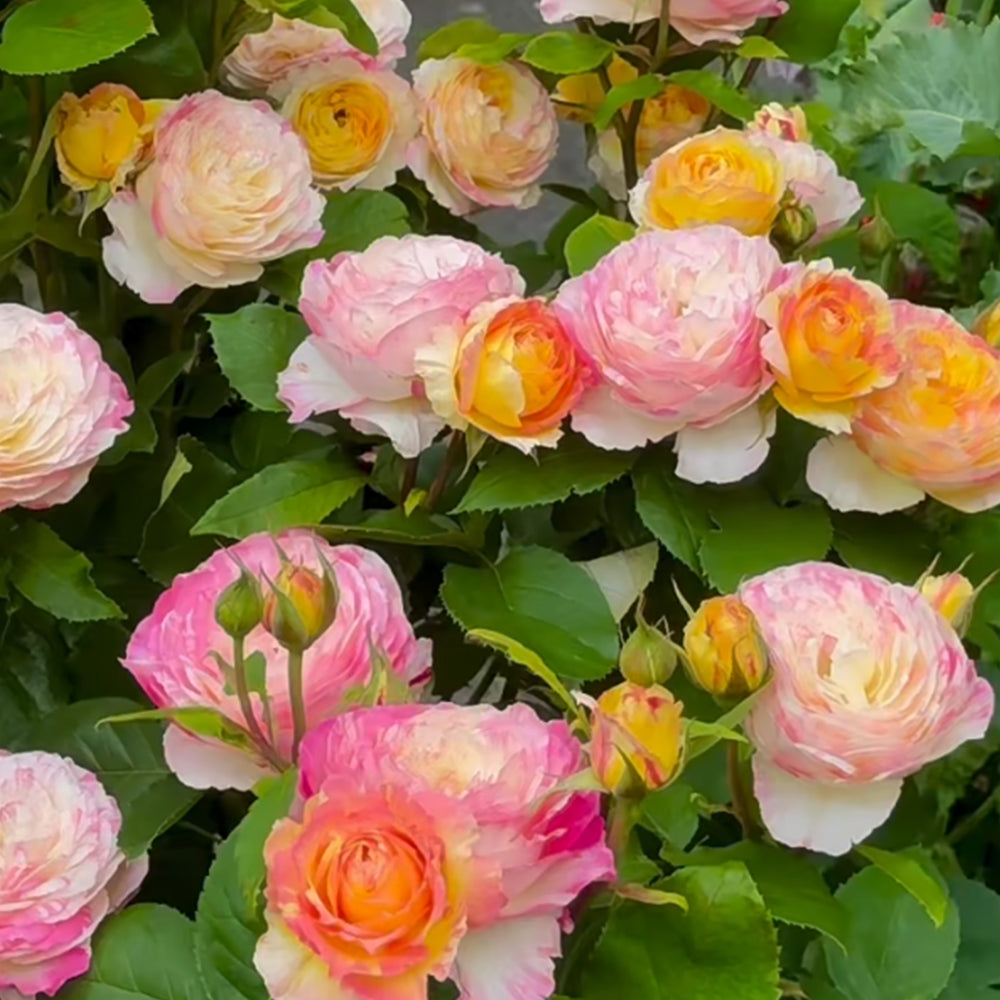 Marc Chagall French Florist Shrub Rose