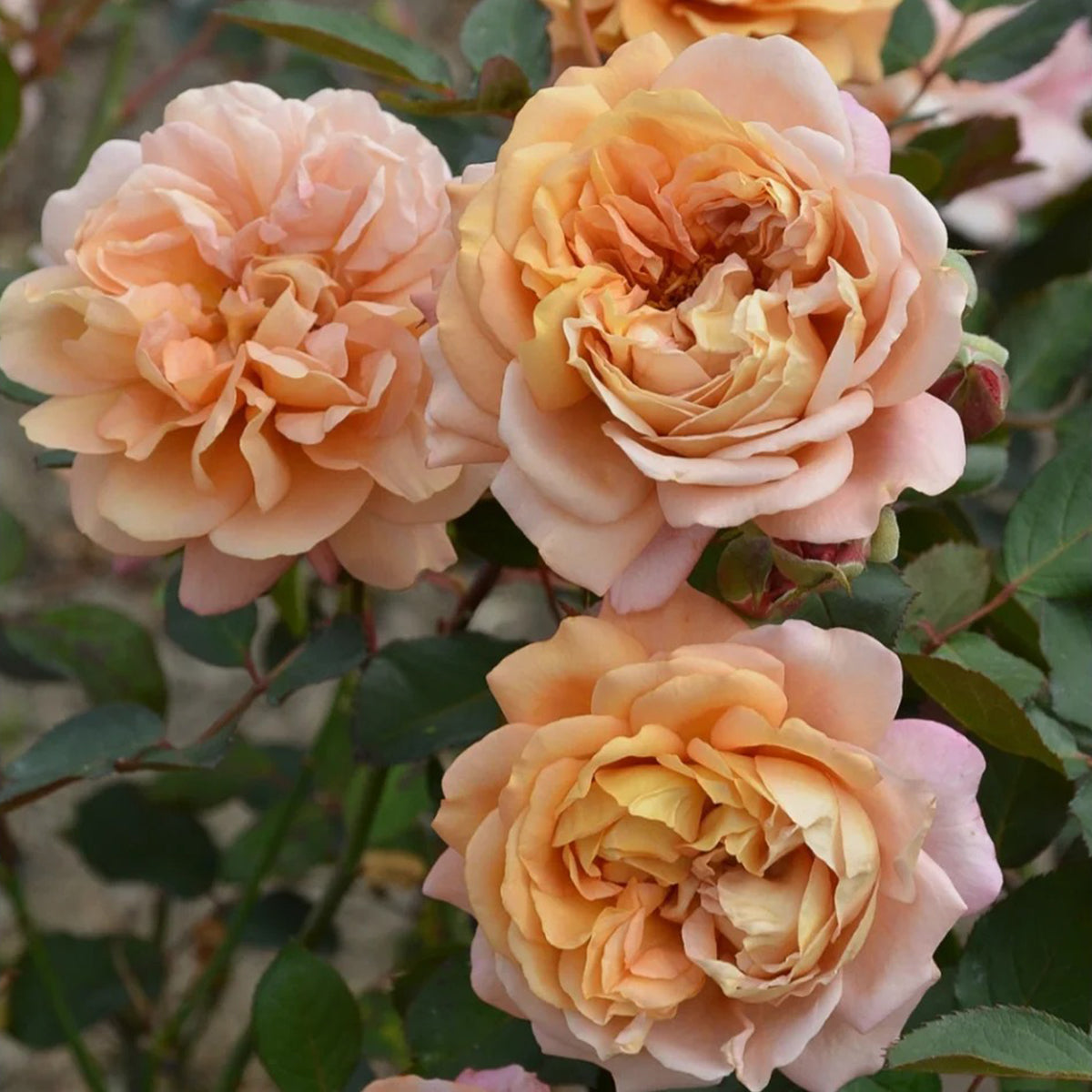 Marron Japanese Florist Shrub Rose