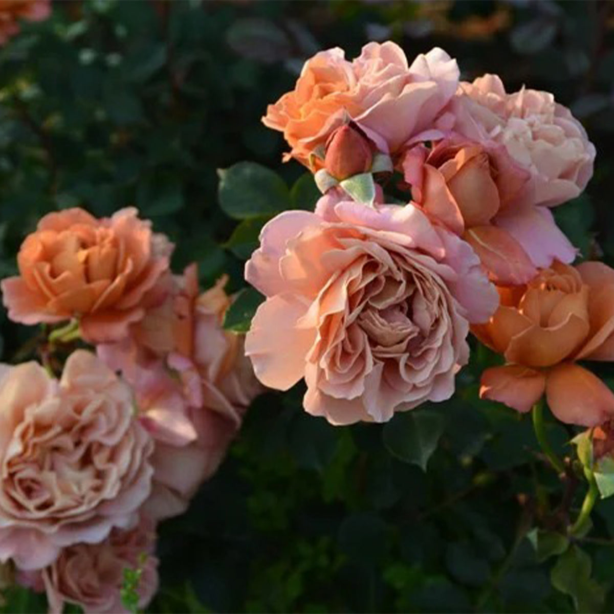 Marron Japanese Florist Shrub Rose