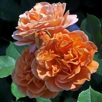 Marron Japanese Florist Shrub Rose
