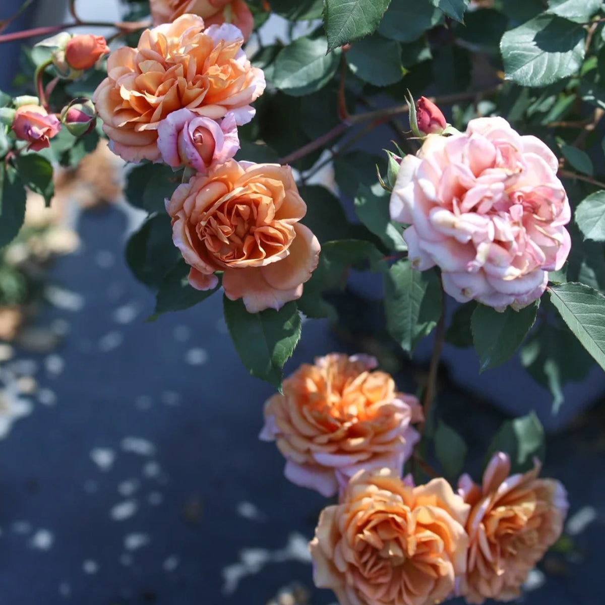 Marron Japanese Florist Shrub Rose