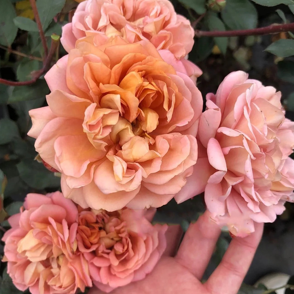 Marron Japanese Florist Shrub Rose