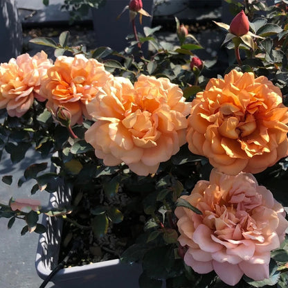 Marron Japanese Florist Shrub Rose