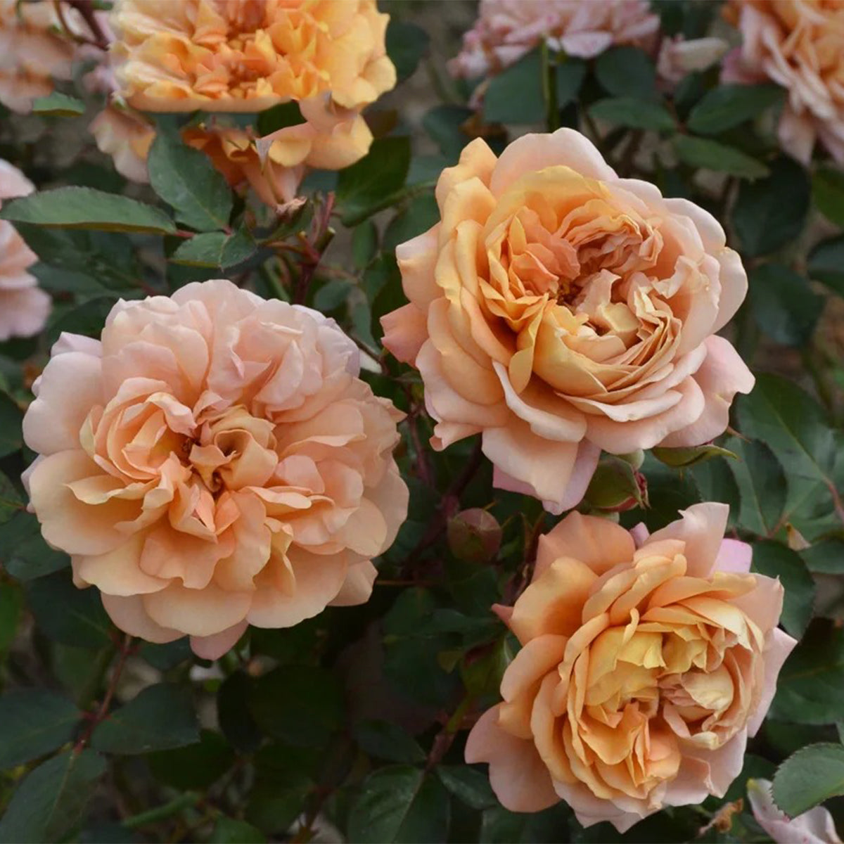 Marron Japanese Florist Shrub Rose