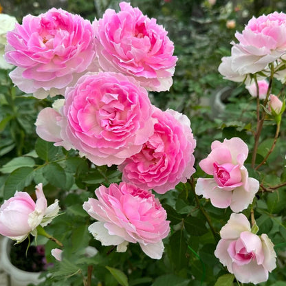 Martha Japanese Climbing Shrub Rose