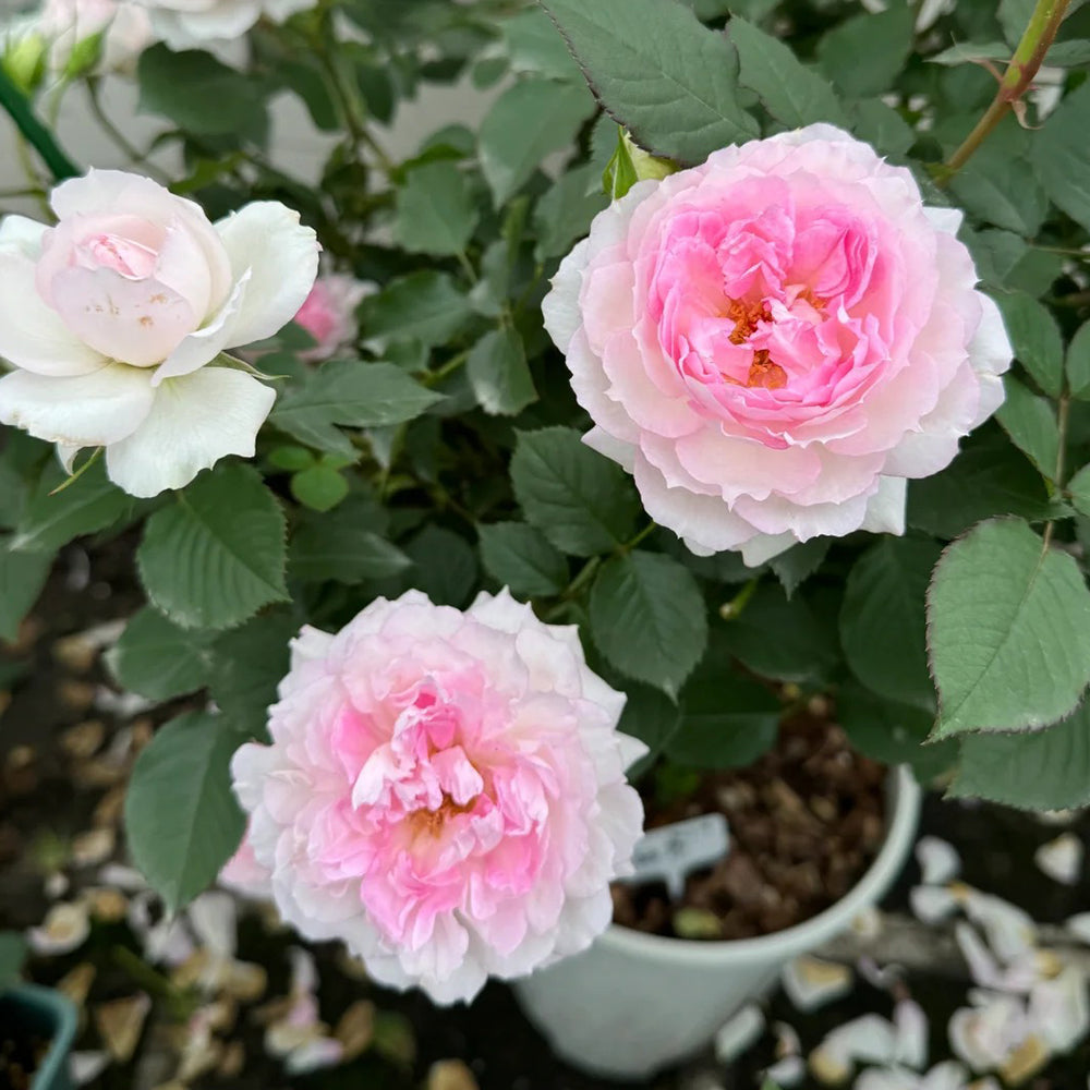 Martha Japanese Climbing Shrub Rose