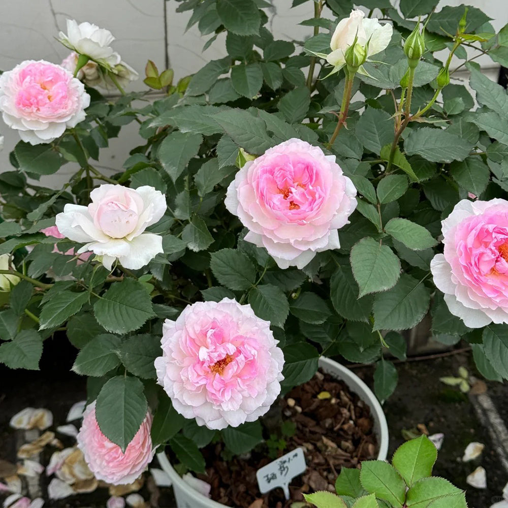 Martha Japanese Climbing Shrub Rose