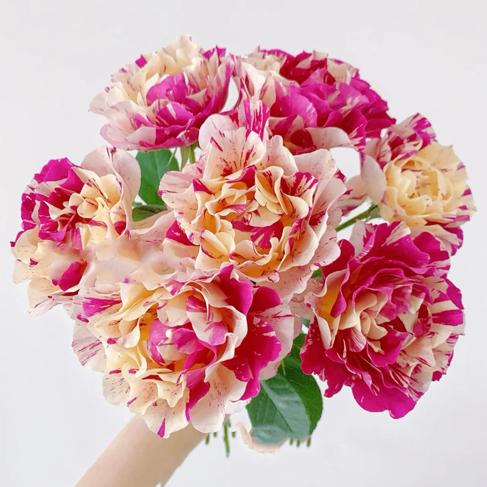 French Florist Hybrid Tea Rose Inspired by Maurice Utrillo