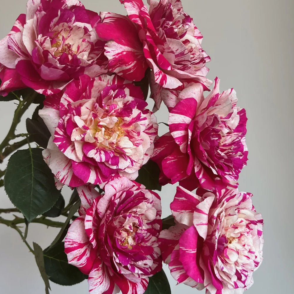 French Florist Hybrid Tea Rose Inspired by Maurice Utrillo