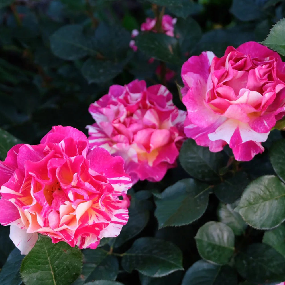 French Florist Hybrid Tea Rose Inspired by Maurice Utrillo