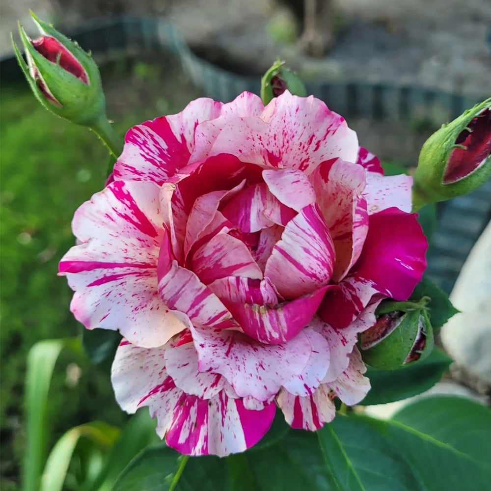 ラブリートゥモーローズ♡ SC27851 M French Florist Hybrid Tea Rose Inspired by Maurice Utrillo