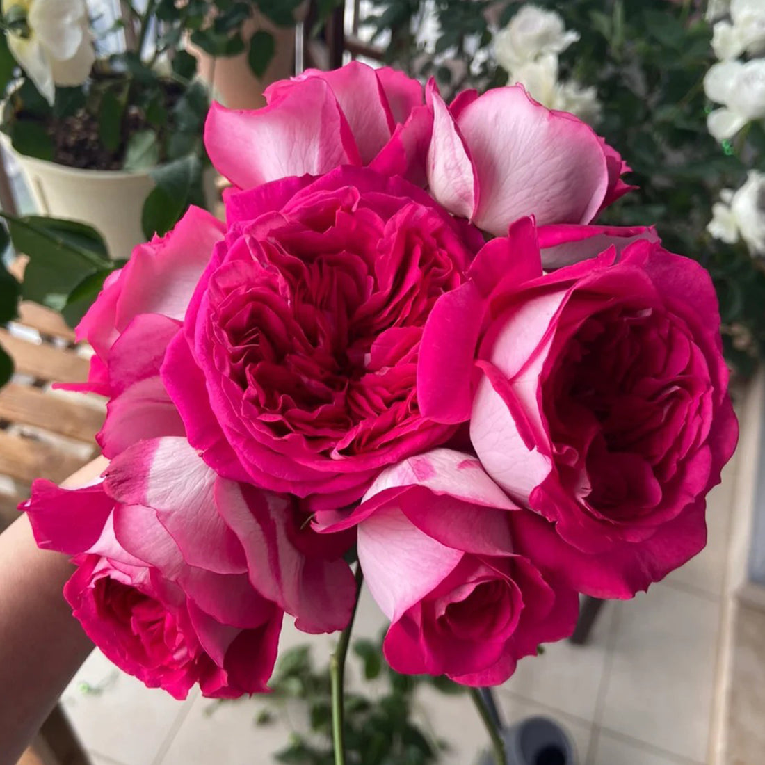Maxim German Florist Hybrid Tea Rose