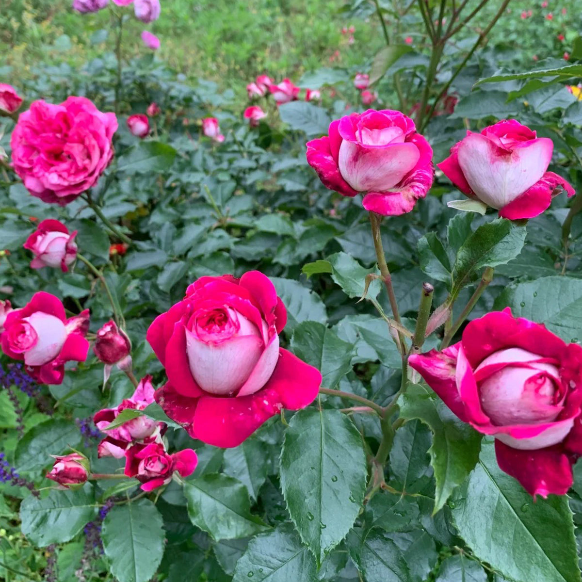 Maxim German Florist Hybrid Tea Rose Bush For Sale – Highgarden Roses