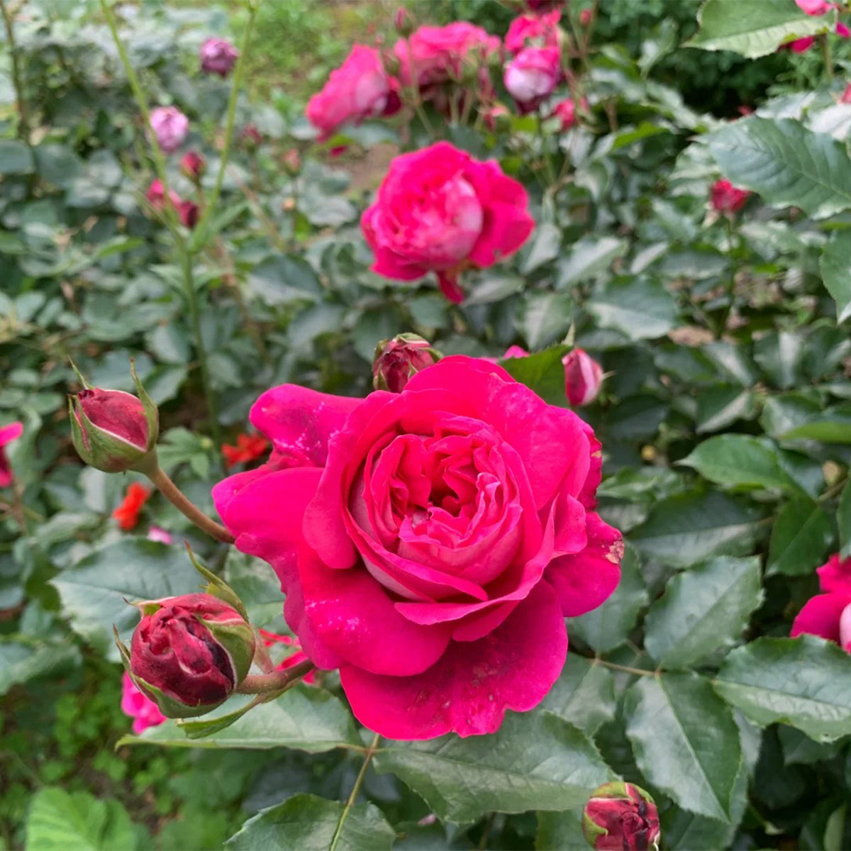 Maxim German Florist Hybrid Tea Rose