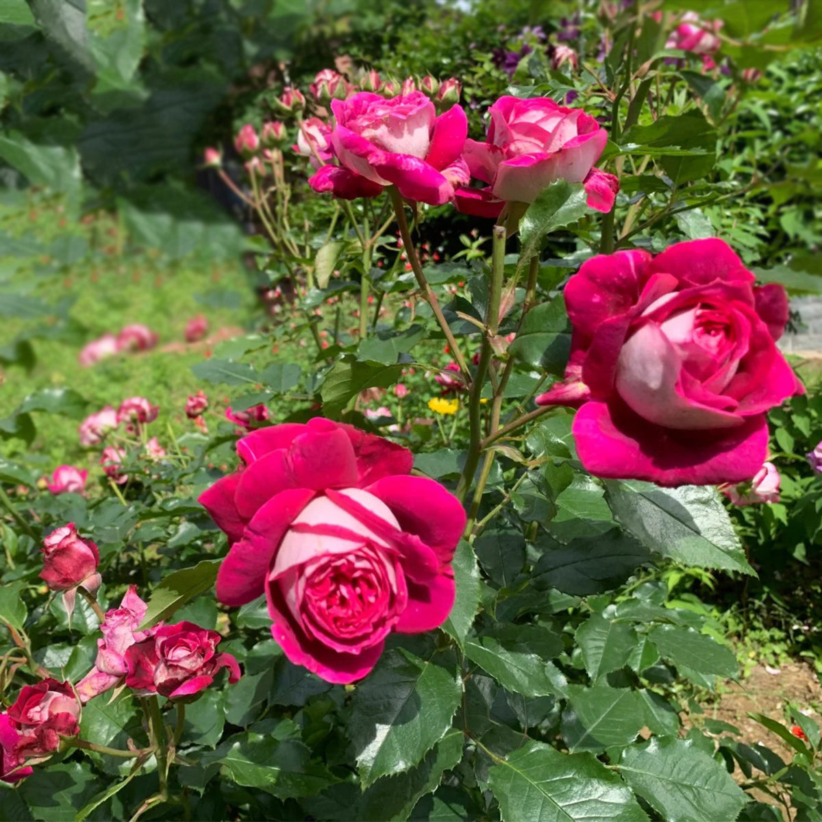 Maxim German Florist Hybrid Tea Rose