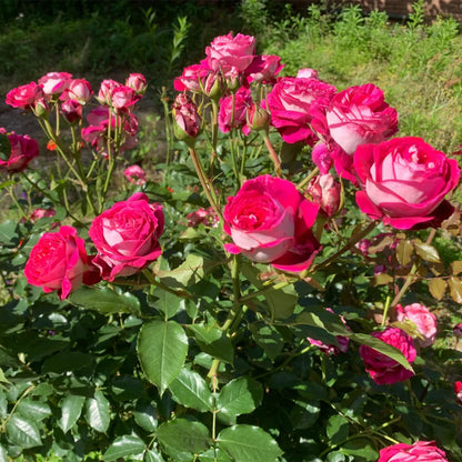Maxim German Florist Hybrid Tea Rose