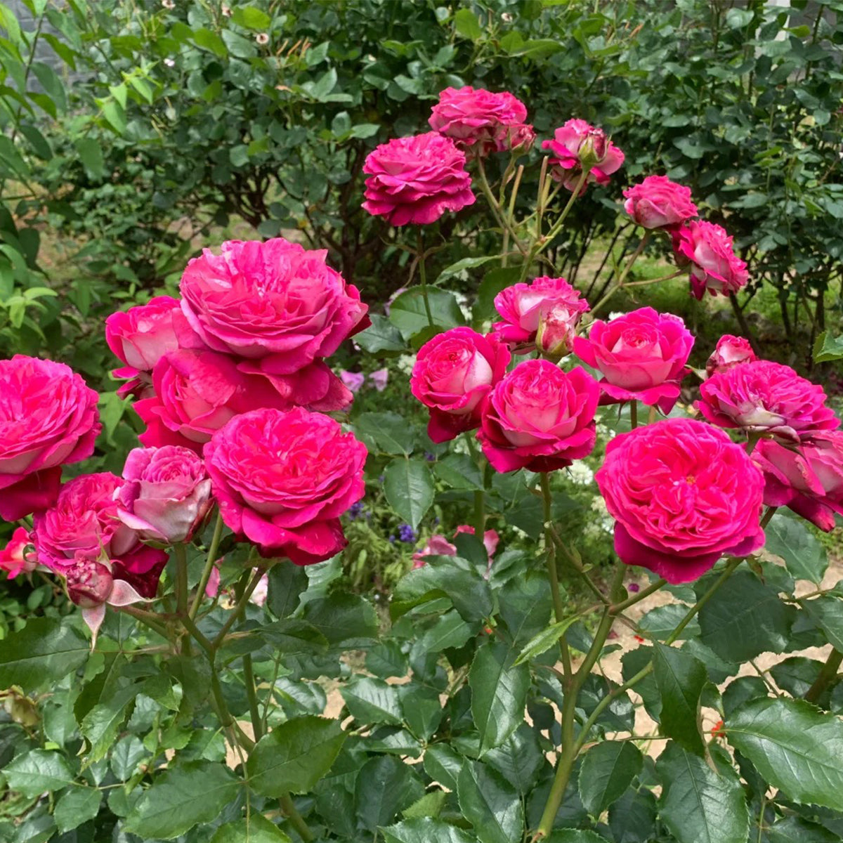 Maxim German Florist Hybrid Tea Rose