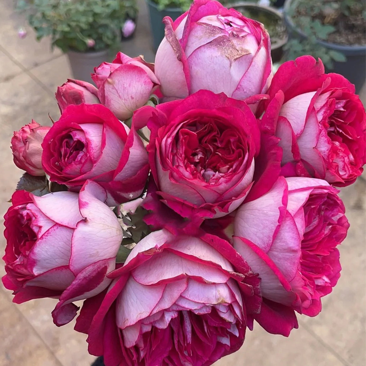 Maxim German Florist Hybrid Tea Rose