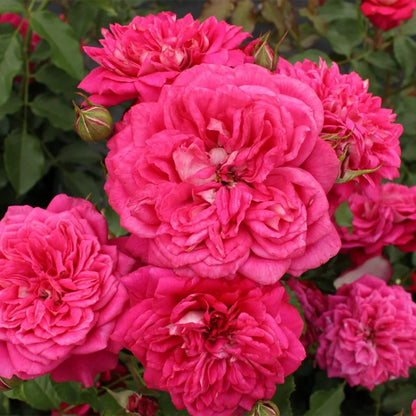 Maxim German Florist Hybrid Tea Rose