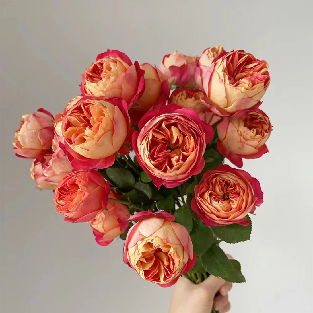 Meilivoine French Florist Climbing Rose