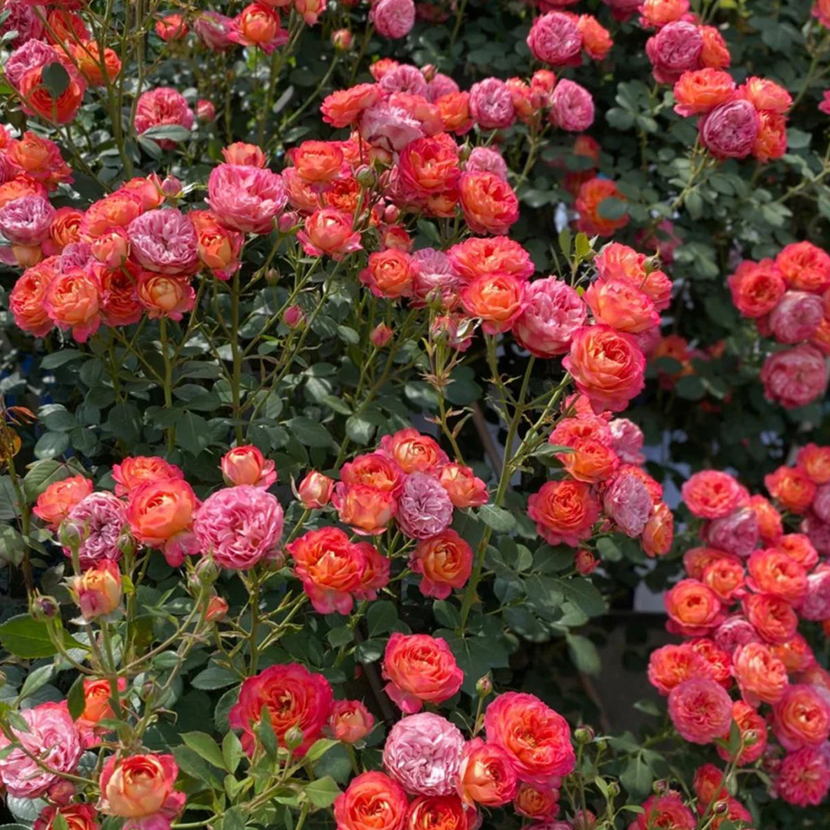 Meilivoine French Florist Climbing Rose Bush For Sale – Highgarden