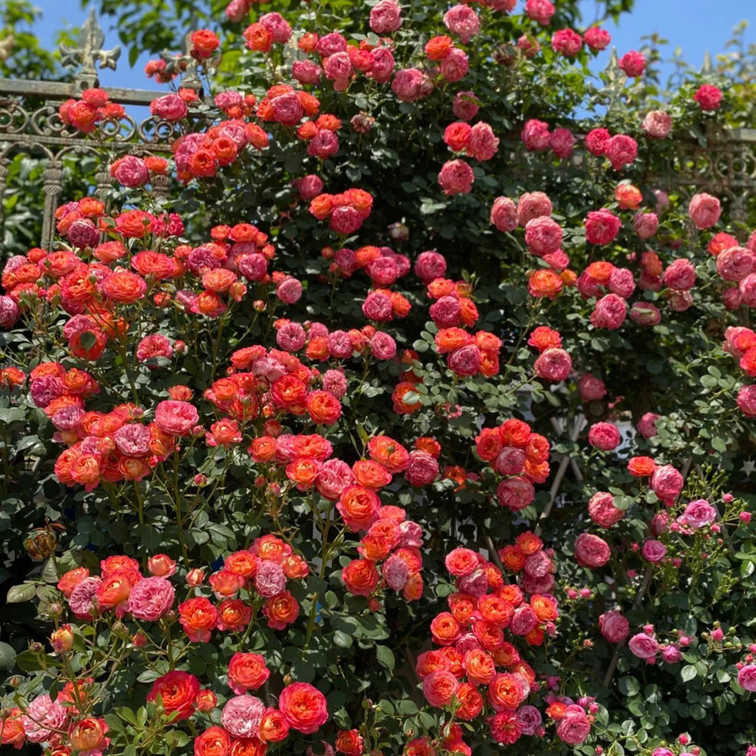 Meilivoine French Florist Climbing Rose