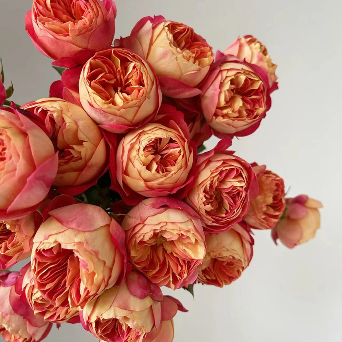Meilivoine French Florist Climbing Rose