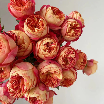 Meilivoine French Florist Climbing Rose