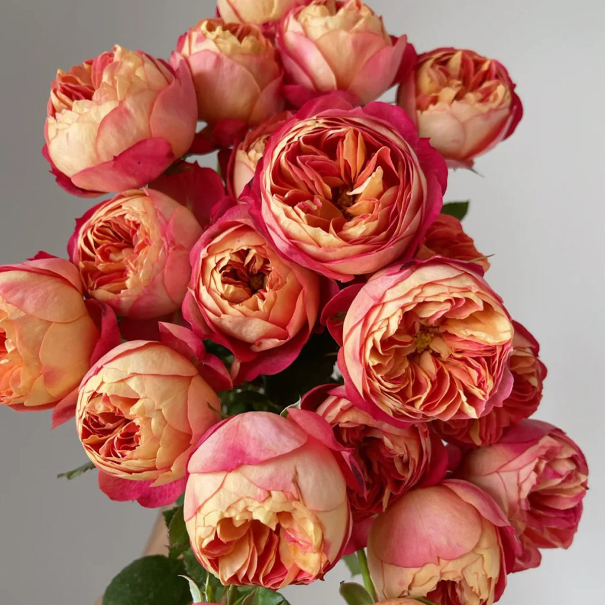Meilivoine French Florist Climbing Rose