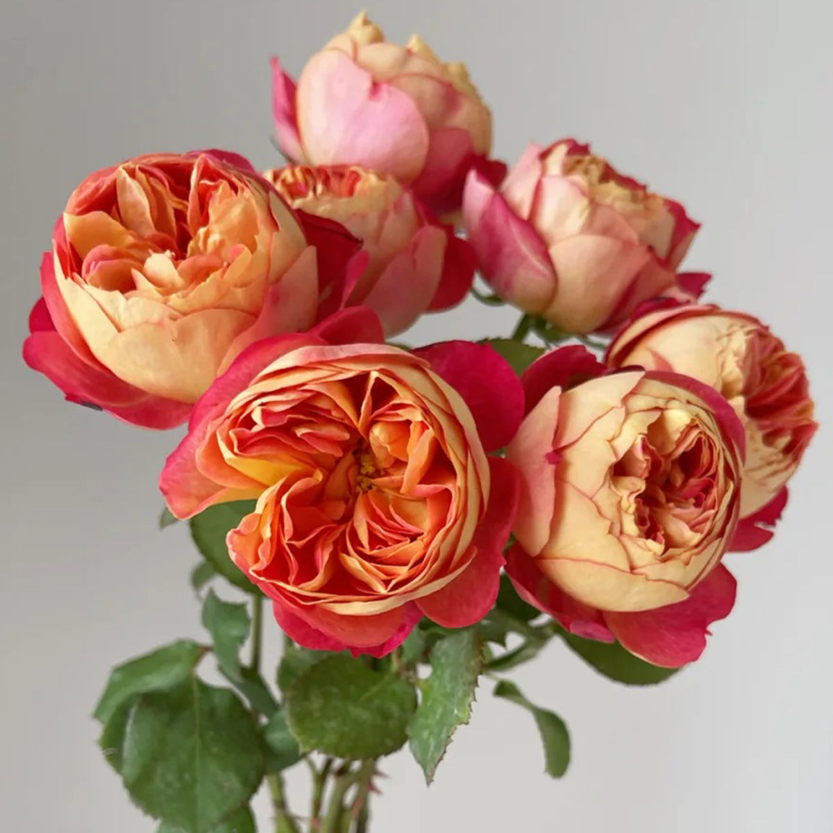 Meilivoine French Florist Climbing Rose