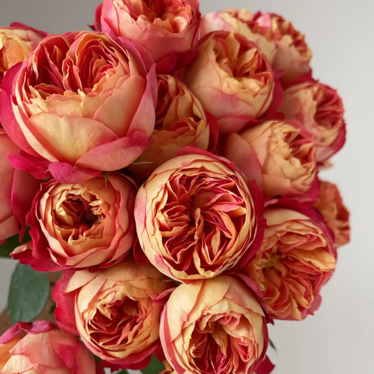 Meilivoine French Florist Climbing Rose