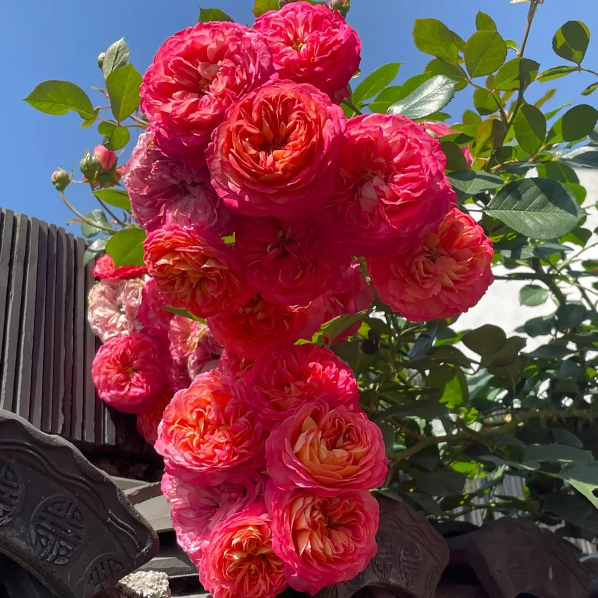 Meilivoine French Florist Climbing Rose